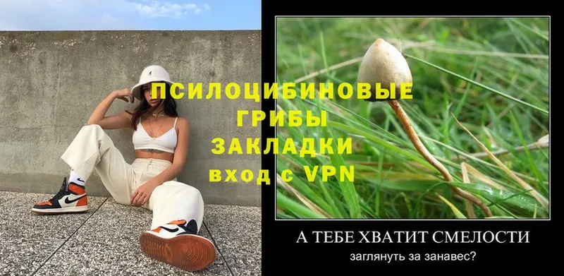 Галлюциногенные грибы Psilocybe  Буинск 